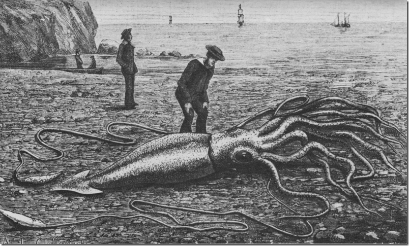 800px-Giant_squid_catalina2