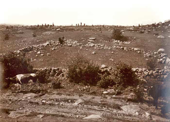Just beyond Dogtown Road is a pound (contained area for animals) and the remains of a cellar. It appears that the cow has escaped the pound.