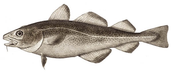 Atlantic_cod