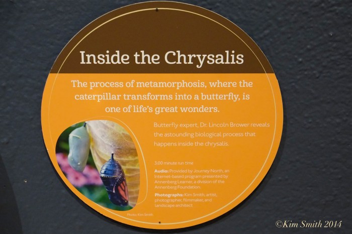 Berkshire Museum Kim Smith 2014 1JPG