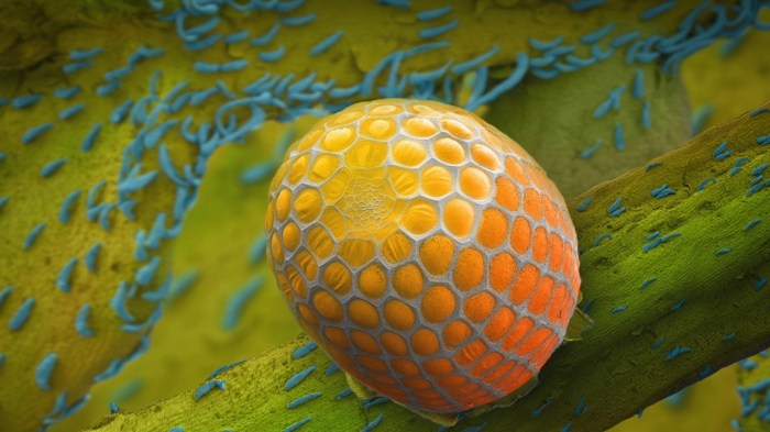 butterfly egg