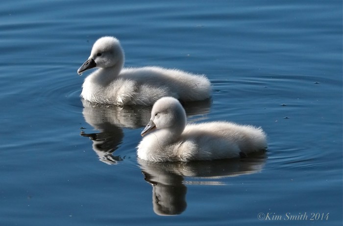 Cygnets ©Kim Smith 2014