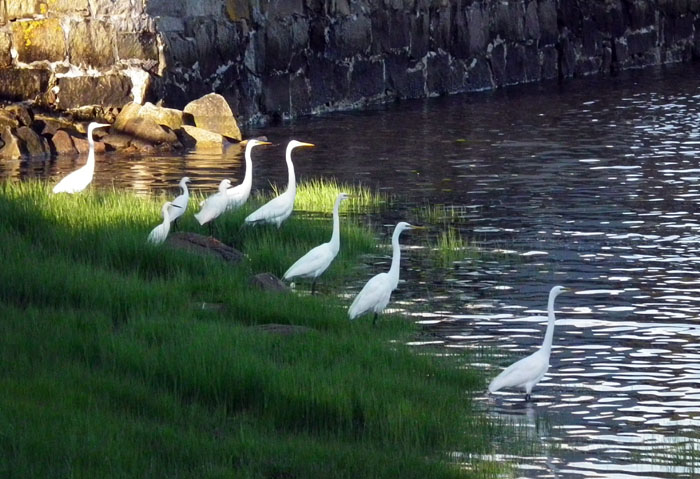 egrets in wonsons cove