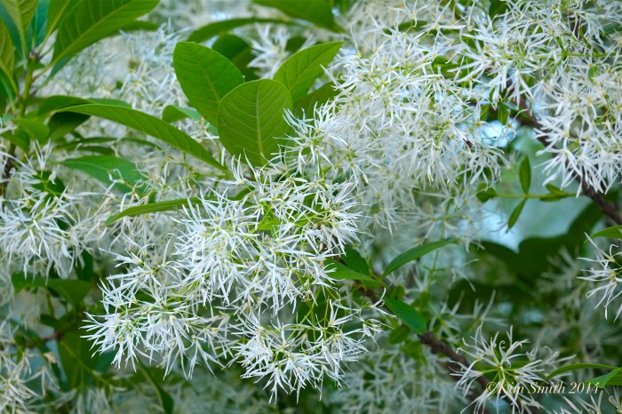 Fringetree Chionanthus virginicus  Gloucester MA -2 ©Kim Smith 2014