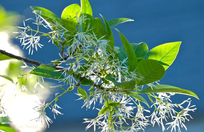 Fringetree Chionanthus virginicus  Gloucester MA ©Kim Smith 2014jpg