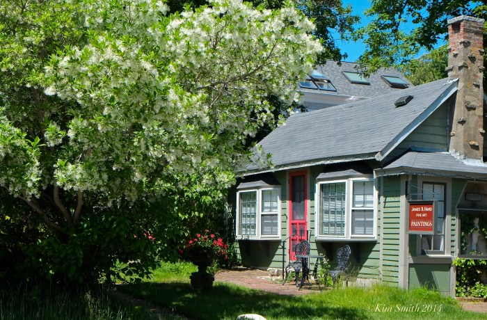 Fringetree Chionanthus virginicus Rocky Neck Gloucester MA -2 ©Kim Smith 2014