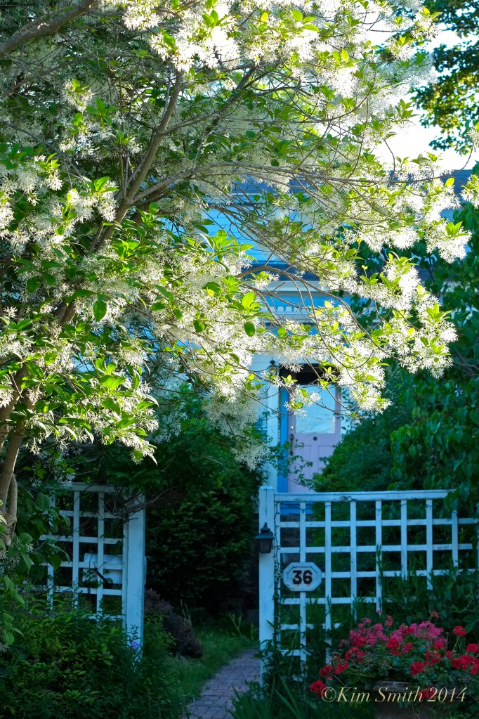 Fringetree Chionanthus virginicus Rocky Neck Gloucester MA ©Kim Smith 2014
