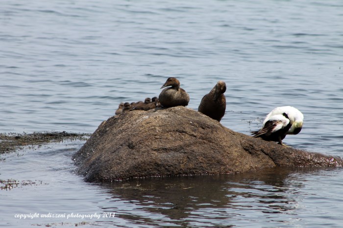 June 17, 2014 hanging out
