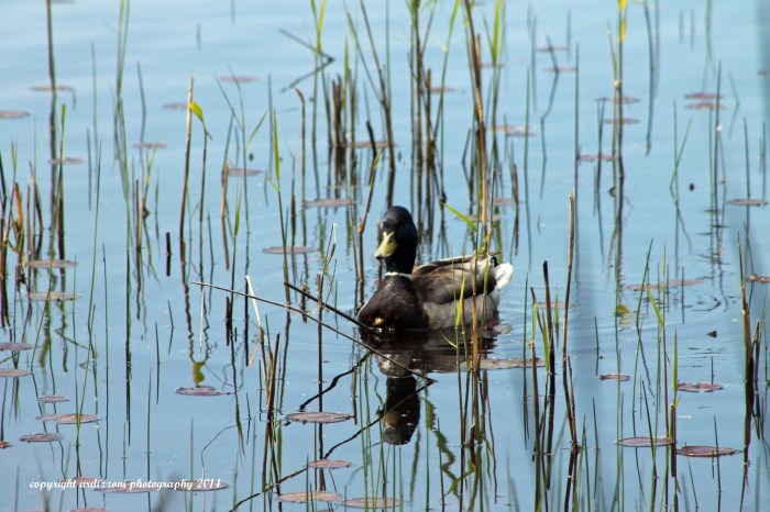 June 2, 2014 pretty mallard duck Niles Pond