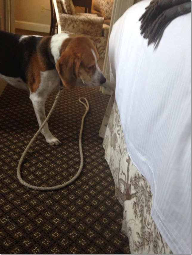 10376302_792912730727723_6513963746102780582_n