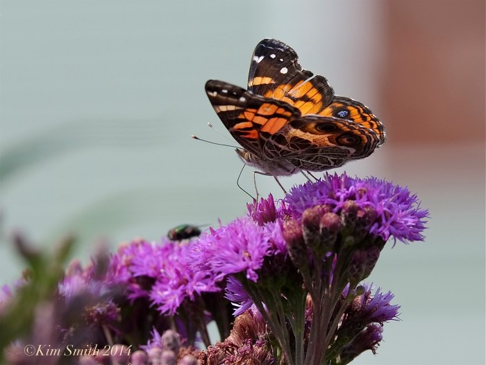 American Lady Butterfly New York Ironweed -2 ©Kim Smith 2014