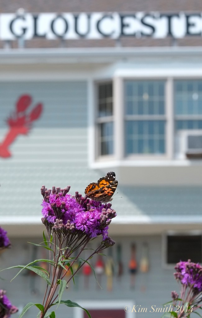 American Lady Butterfly New York Ironweed Gloucester house HarborWalk ©Kim Smith 2014