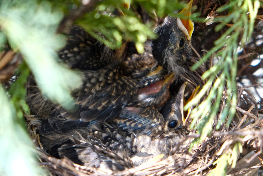 Baby American Robin ©Kim Smith 2014