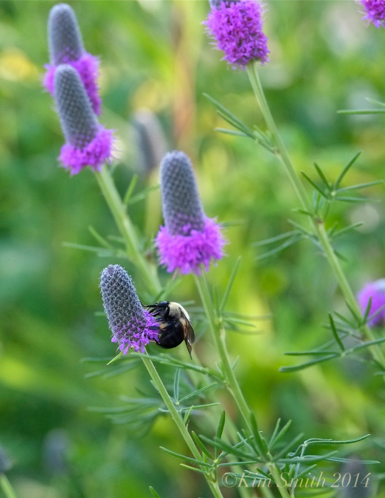 Bee Purple Prairie Clover Dalea purpurea Gloucester Harbor Walk Butterfly Gardens ©Kim Smith 2014. JPG