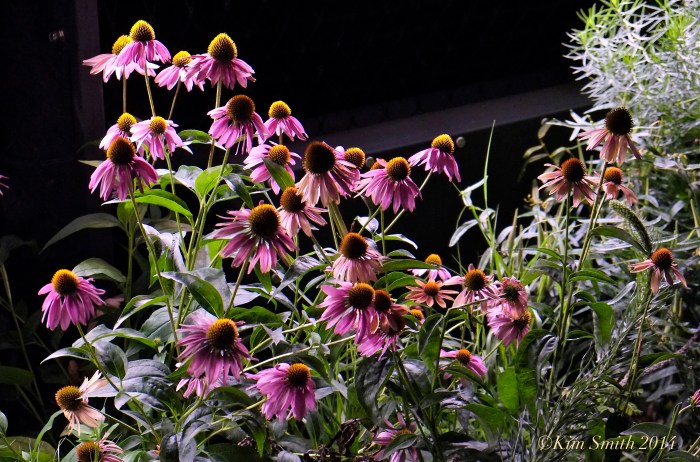 Coneflowers HighLine night ©Kim Smith 2014