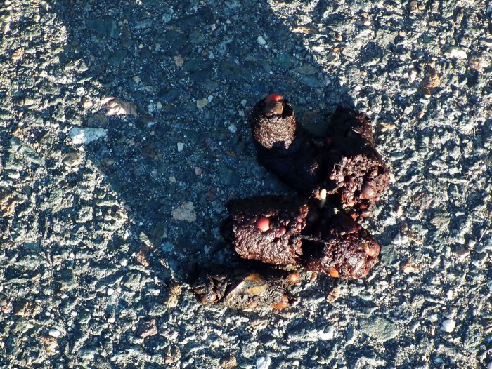 coyote scat in the road