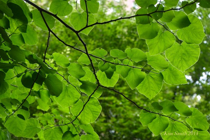 Eastern Redbud foliage Cercis canadensis ©Kim Smith 2014