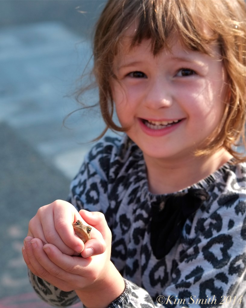 Elizabeth's Toad ©Kim Smith