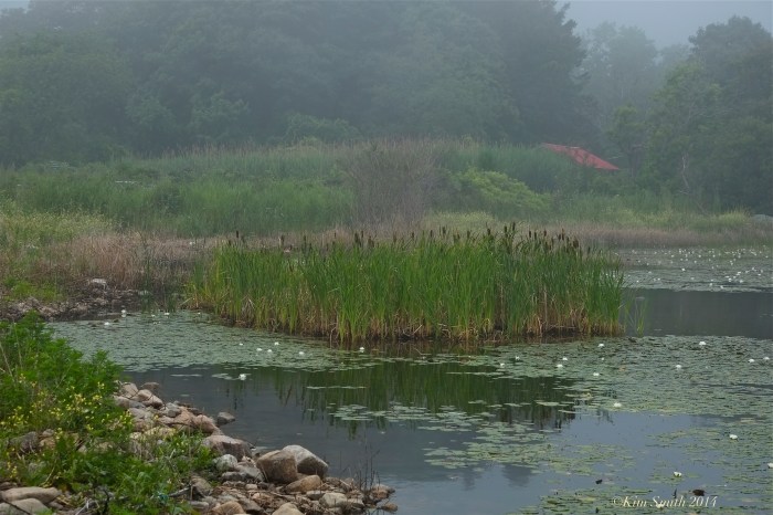 Foggy Niles pond -2 ©Kim Smith 2014