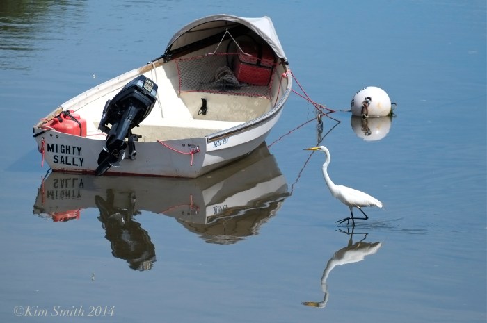 Great Egret lobster Cove Gloucester ©Kim Smith 2014