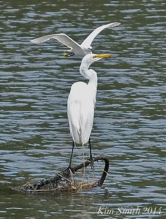 Great Egret Snowwy Egret how to tell the difference ©Kim Smith 2014