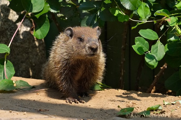 Groundhog woodchuck ©Kim Smith2014