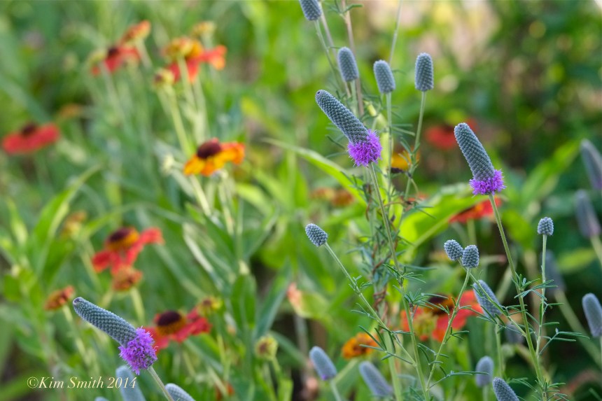 Hellenium  Purple Prairie Clover Dalea Gloucester Harbor Walk Butterfly Gardens ©Kim Smith 2014JPG