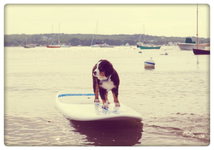 Great Job, Juno!  Looking good out there.