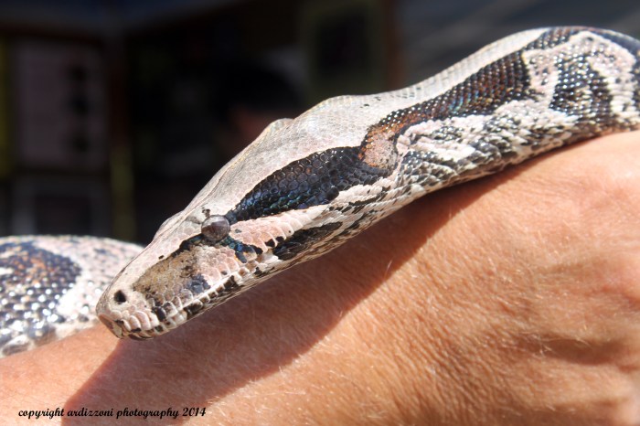 July 17, 2014 Maxine from the Vernal Pond