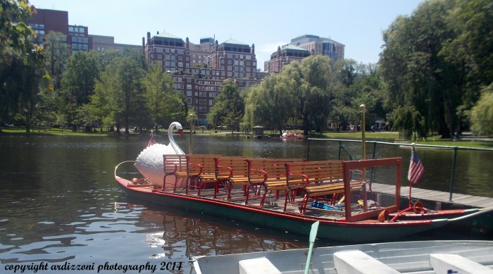 June 24, 2104 Boston's Swan Boats