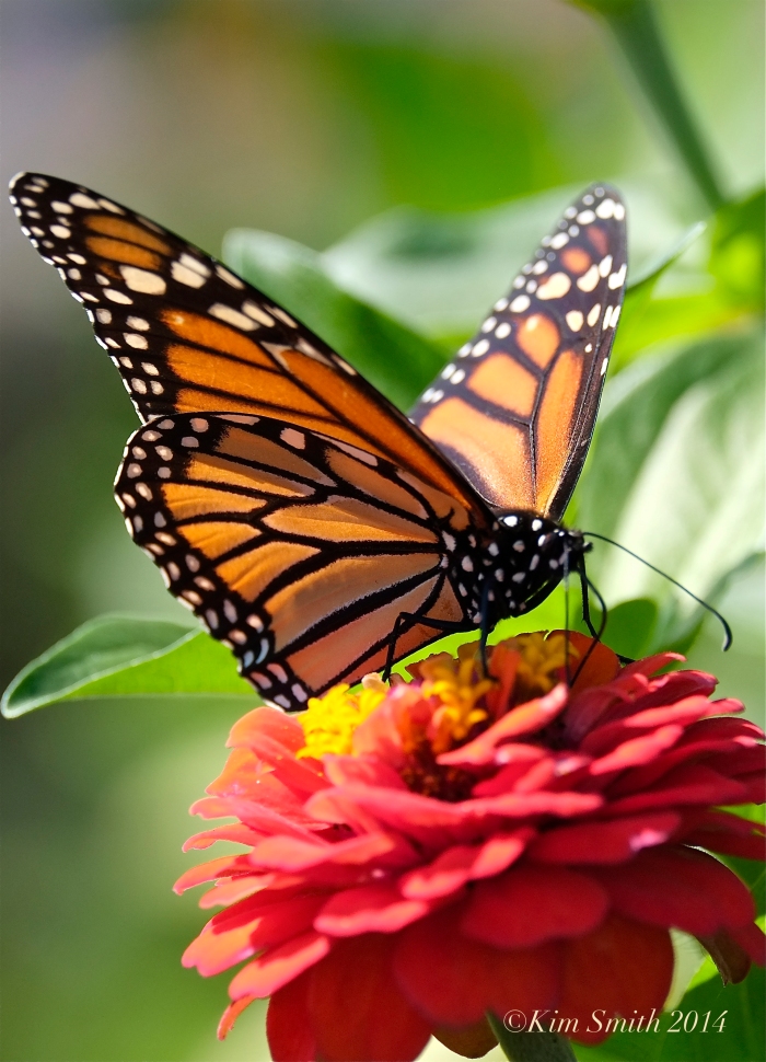 Monarch Butterfly Gloucester HarborWalk ©Kim Smith 2014