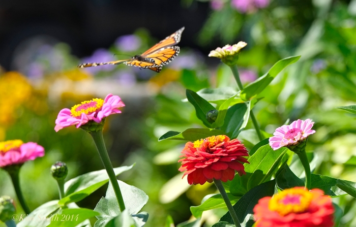 Monarch Butterfly Glucester HarborWalk Zinnia patch ©Kim Smith 2014