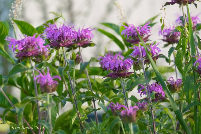 Monarda didyma Bee Balm Gloucester Harbor Walk Butterfly Gardens ©Kim Smith 2014