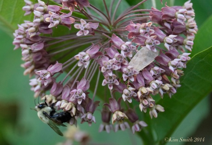 Pathways for Children Butterfly Garden Milkweed ©Kim Smith 2014.