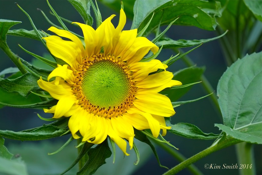 Pathways for Children Butterfly Garden Sunflower ©Kim Smith 2014.