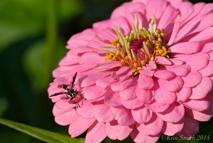 Pathways for Children Butterfly Garden Zinnia ©Kim Smith 2014.