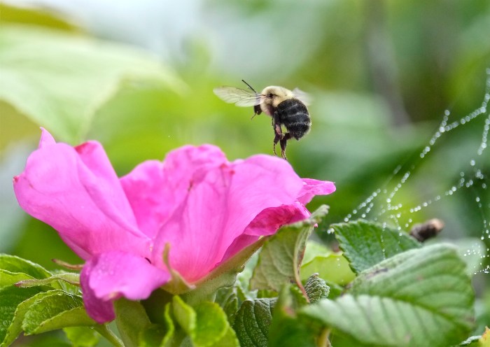 Rosa rugosa Nile pond ©Kim Smith 2014