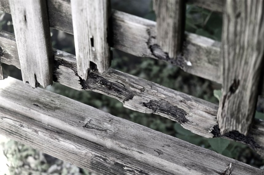 Rotting untreated trellis ©Kim Smith 2014