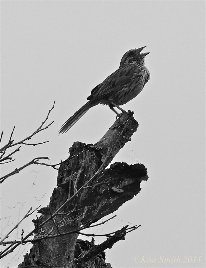 Song Sparrow Niles Pond Gloucester ©Kim Smith 2014