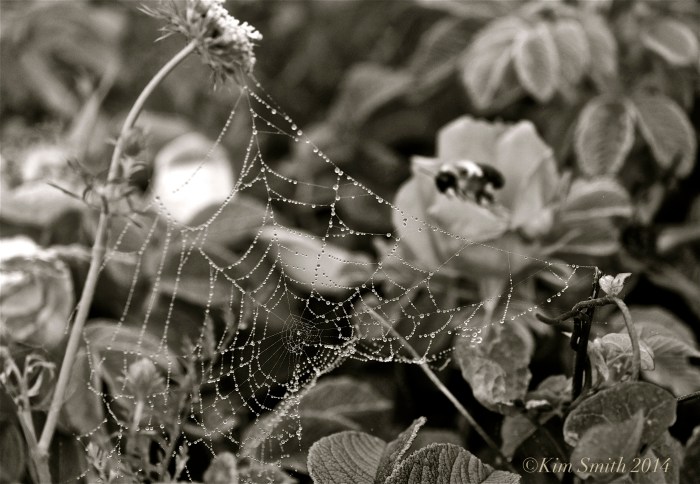 Spider's Web Niles pond -2 ©Kim Smith 2014