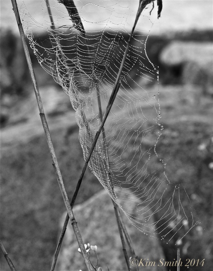 Spider's Web Niles pond -3 ©Kim Smith 2014