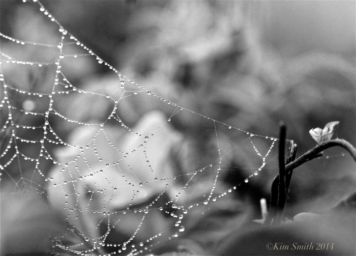 Spider's Web Niles pond -4 ©Kim Smith 2014