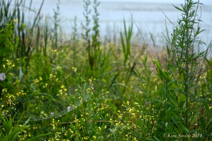 Spider's Web Niles pond -6 ©Kim Smith 2014