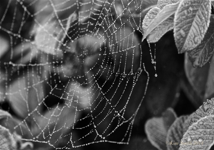 Spider's Web Niles Pond Gloucester ©Kim Smith 2014JPG