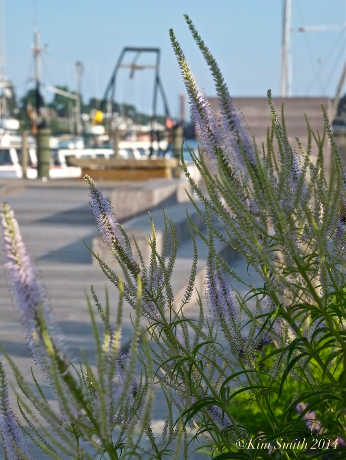 Veronicastrum virginicum Gloucester Harbor Walk Butterfly Gardens ©Kim Smith 2014