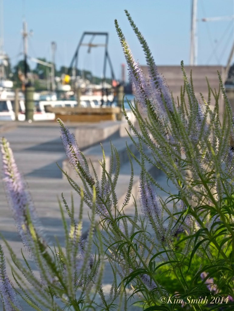 Veronicastrum virginicum Gloucester Harbor Walk Butterfly Gardens ©Kim Smith 2014