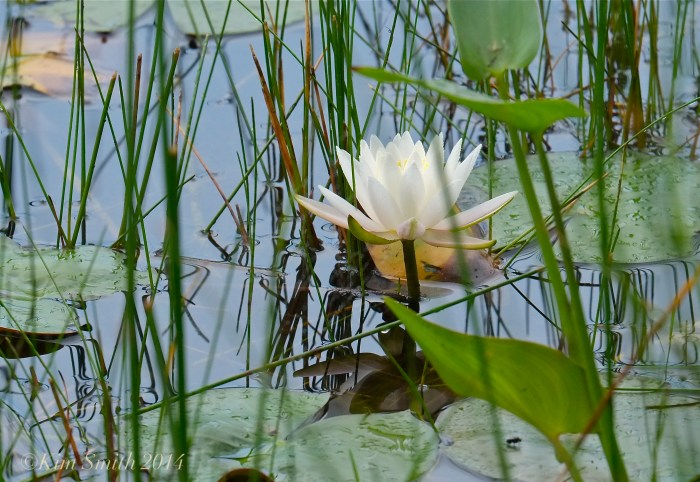 Water Lily Niles pond -2 ©Kim Smith 2014