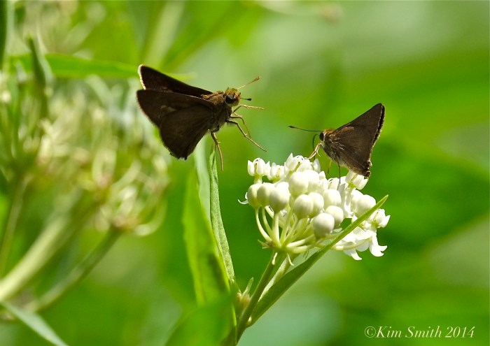 White milkweed asclepias incarnata Ice Ballet skippers ©Kim Smith 2014JPG