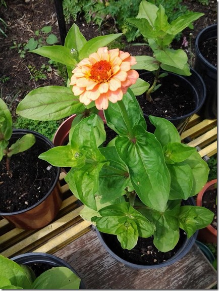 zinnia sale