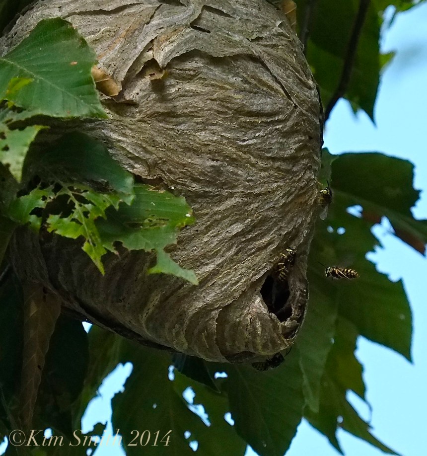 Aerial Yellowjacket nest -2 ©Kim Smith 2014